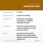 Бегония Ампельная Belleconia Mango (срез/3шт) — параметры сорта