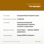 Бегония Ампельная Belleconia Mango (срез/3шт) — что приедет