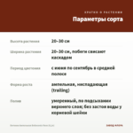 Бегония Ампельная Belleconia Rose (0,1л) — параметры сорта