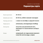 Бегония Ампельная Belleconia Rose (срез/3шт) — параметры сорта