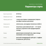 Бегония Ампельная Belleconia White Snow (0,1л) — параметры сорта