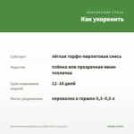 Бегония Ампельная Belleconia White Snow (срез/3шт) — как укоренить черенок