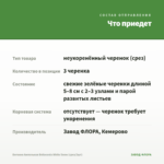 Бегония Ампельная Belleconia White Snow (срез/3шт) — что приедет