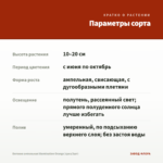Бегония ампельная Illumination Orange (срез/3шт) — параметры сорта