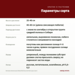 Бегония Ампельная Waterfall Encanto Red (срез/3шт) — параметры сорта