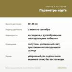 Бегония Ампельная Waterfalls Encanto White Blush (срез/3шт) — параметры сорта