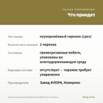 Бегония Ампельная Waterfalls Encanto White Blush (срез/3шт) — что приедет