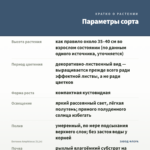 Бегония Amphioxus (0,1л) — параметры сорта