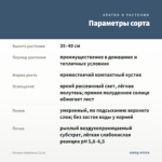 Бегония Amphioxus (0,1л) — параметры сорта