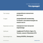 Бегония Бауэра — что приедет
