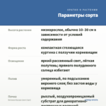 Бегония Бауэра (лист/1шт) — параметры сорта