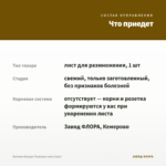 Бегония Бауэра Тигровая (лист/1шт) — что приедет