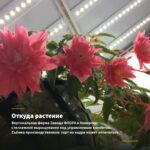 Бегония Belleconia CITRUS (0,1л) — откуда растение: вертикальная ферма Завода ФЛОРА в Кемерово