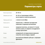 Бегония Belleconia CITRUS (0,1л) — параметры сорта