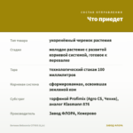 Бегония Belleconia CITRUS (0,1л) — что приедет