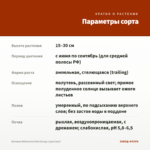 Бегония Belleconia Hot Orange (срез/3шт) — параметры сорта