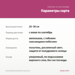 Бегония Belleconia Light Pink (срез/3 шт) — параметры сорта