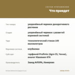 Бегония Belleconia Шардоне (0,1л) — что приедет