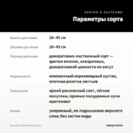 Бегония Черная Мамба (0,1л.) — параметры сорта