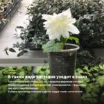 Бегония Черная Мамба (0,1л.) — в таком виде растение уходит в заказ