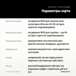 Бегония Черная Мамба — параметры сорта