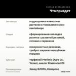 Бегония Черная Мамба — что приедет