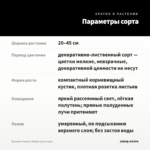 Бегония Черная Мамба (лист/1шт) — параметры сорта
