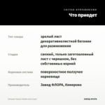 Бегония Черная Мамба (лист/1шт) — что приедет
