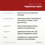 Бегония Элатиор Баладин (0,1л) — параметры сорта