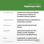 Бегония Элатиор Clara (0,1л) — параметры сорта