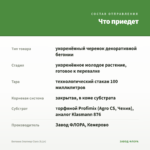 Бегония Элатиор Clara (0,1л) — что приедет