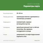 Бегония Elatior Frivola Magic (0,1л) — параметры сорта