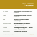 Бегония Элатиор Hailey Sunset (0,1л) — что приедет
