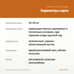 Бегония Элатиор Hailey Sunset (срез/3 шт) — параметры сорта
