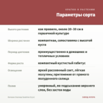 Бегония Элатиор Sandrine (0,1л) — параметры сорта