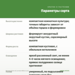Бегония Gloire de Lorraine White (0,1л) — параметры сорта