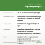 Бегония Gloire de Lorraine White (0,1л) — параметры сорта