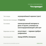 Бегония Gloire de Lorraine White (срез/3шт) — что приедет
