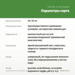 Бегония Gloire de Lorraine White (срез/3шт) — параметры сорта
