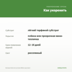 Бегония Gloire de Lorraine White (срез/3шт) — как укоренить черенок