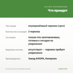 Бегония Gloire de Lorraine White (срез/3шт) — что приедет