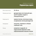 Бегония Gryphon (лист/1шт) — параметры сорта