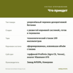 Бегония Iconia Bacio Orange (0,1л) — что приедет