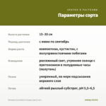 Бегония Iconia Bacio Orange (срез/3 шт) — параметры сорта
