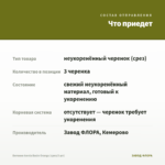 Бегония Iconia Bacio Orange (срез/3 шт) — что приедет