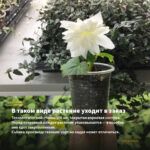 Бегония Iconia Portofino CITRIX (0,1л) — в таком виде растение уходит в заказ