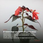 Бегония Iconia Upright Fire (0,1л) — в таком виде растение уходит в заказ