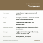 Бегония Ilona Collection Nicole Stone (0,1л) — что приедет