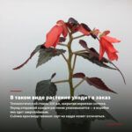 Бегония Клубневая NONSTOP JOY RED (0,1л) — в таком виде растение уходит в заказ