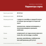 Бегония Клубневая NONSTOP JOY RED (срез/3шт) — параметры сорта